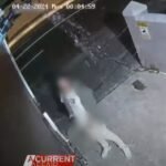 Sydney Electrician Invents Device to Stop Drunks Peeing On His Driveway