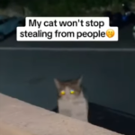 Kleptomaniac Cat Can’t Stop Stealing Things!
