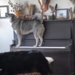 Meet Helix: The Husky Who Plays the Piano and Sings!