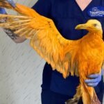 Rare Bird Turns Out To Be Seagull Covered In Curry