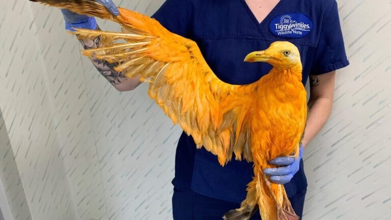 Rare Bird Turns Out To Be Seagull Covered In Curry
