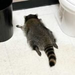 Drunk Raccoon Found Passed Out in Liquor Store Bathroom After Overnight Break-In