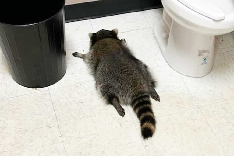 Drunk Raccoon Found Passed Out in Liquor Store Bathroom After Overnight Break-In