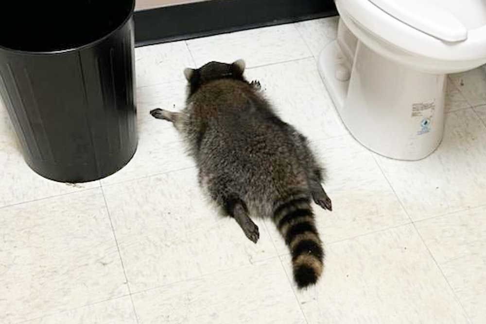 Drunk Raccoon Found Passed Out in Liquor Store Bathroom After Overnight Break-In