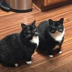 The Cat Came Back… With a Plot Twist