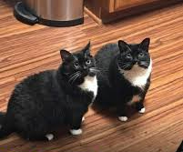 The Cat Came Back… With a Plot Twist